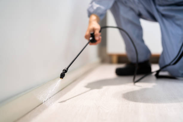 Best Affordable Pest Control Services  in Meadow Glade, WA