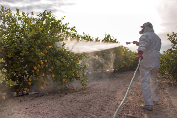 Best Pest Control Treatment  in Meadow Glade, WA