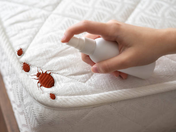 Professional Pest Control in Meadow Glade, WA