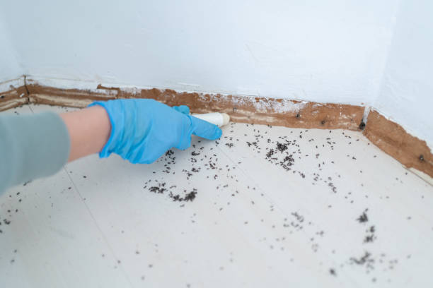 Best Residential Pest Control  in Meadow Glade, WA